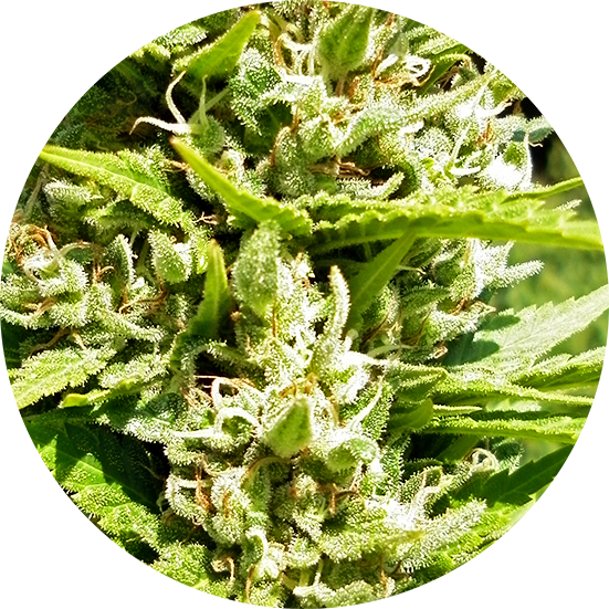 Top Tao Seeds Herstellerabbildung zur Samenmischung Outdoor Mix Classic