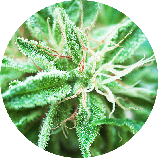 Sativa Samadhi Top Tao Seeds Herstellerfoto
