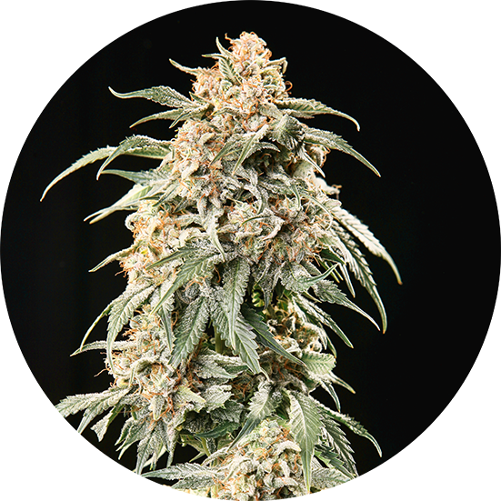Top Tao Seeds Herstellerabbildung zur Samenmischung Semi Auto Mix