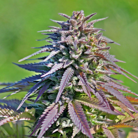 Auto Tao Blueberry Top Tao Seeds Herstellerfoto