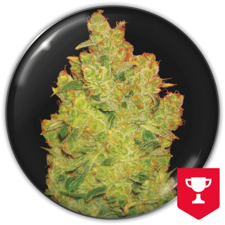 Jack la Mota Medical Seeds