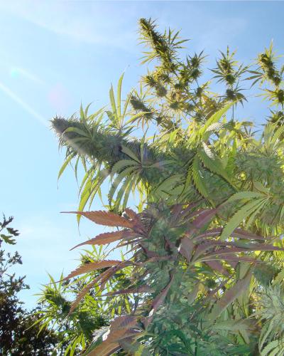 Kushadelic Soma Seeds