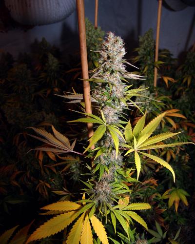 Lavender Soma Seeds