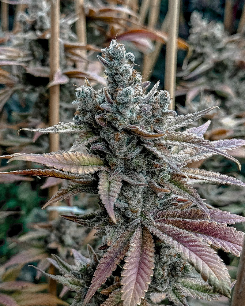 Lemon Elixir Solfire Gardens Herstellerfoto