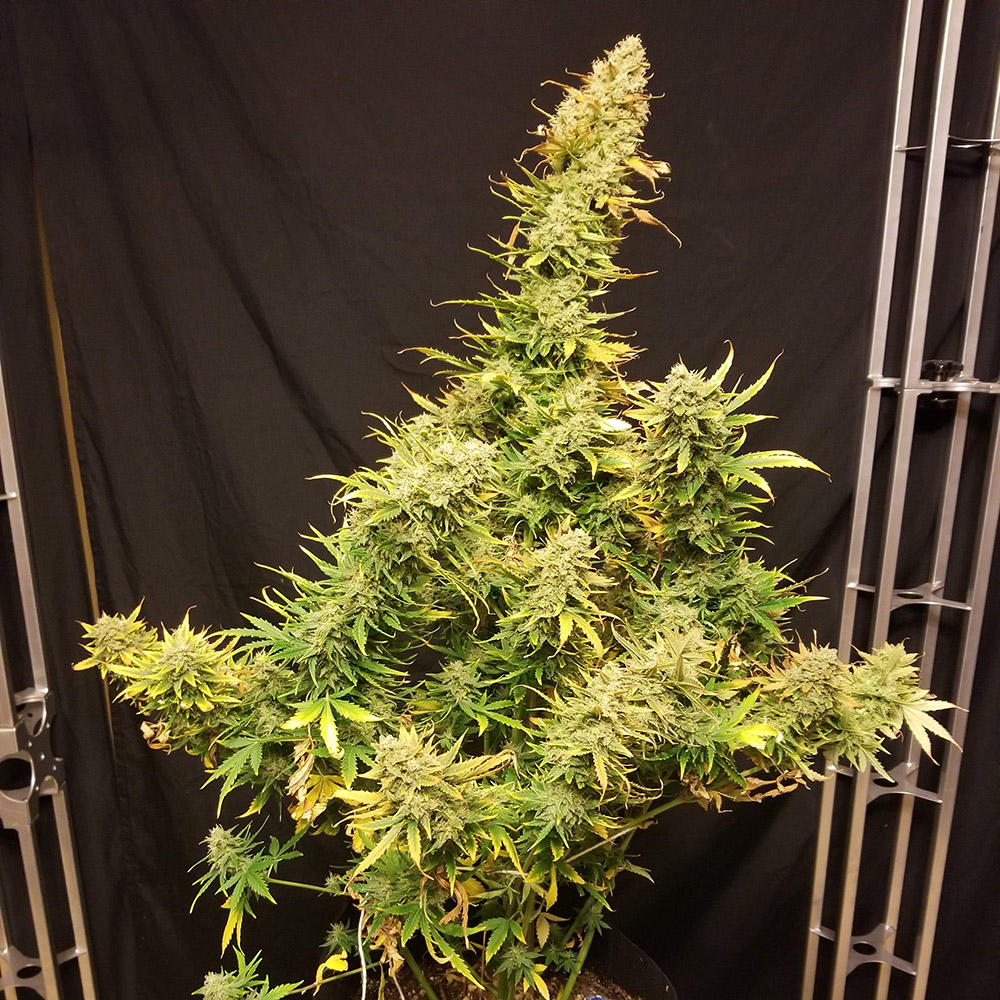 Lemon Skunk Auto Monkey Genetics