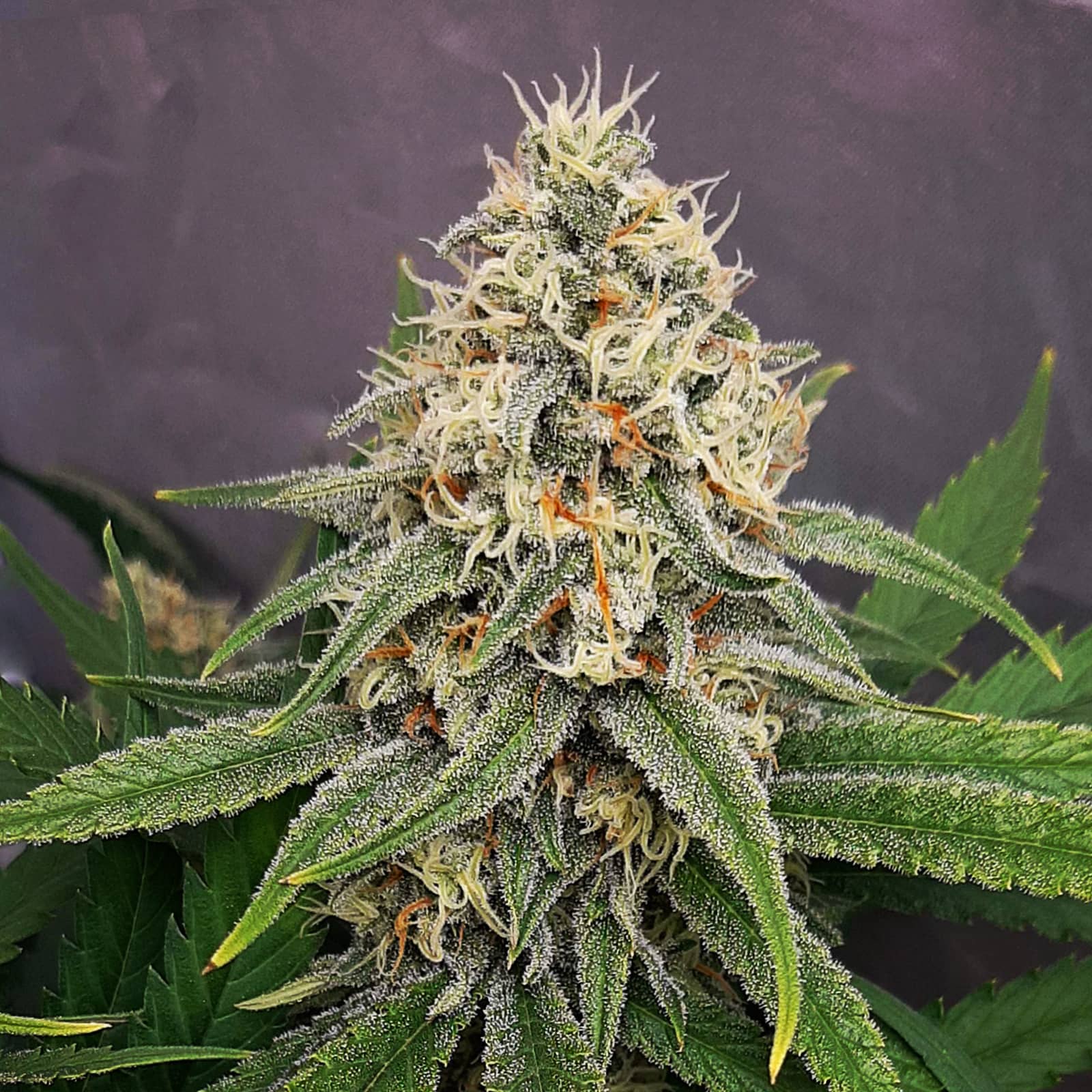 Lemon Skunk Monkey Genetics