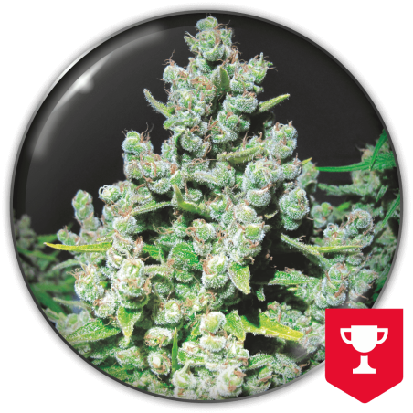 Malakoff Medical Seeds