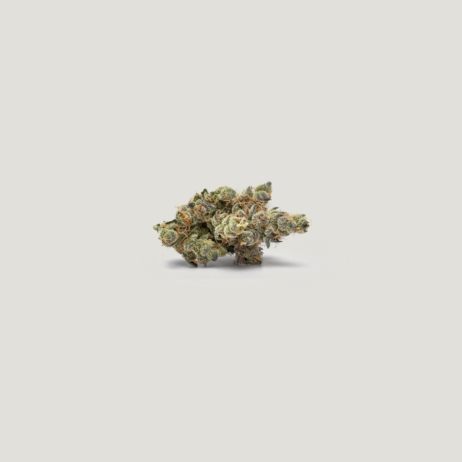 Marrakesh Purple City Genetics Herstellerfoto
