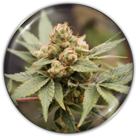 Medical Grape CBD von Medical Seeds