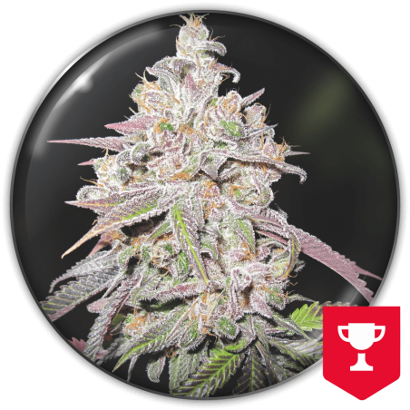 Mendocino Chanel Kush Medical Seeds