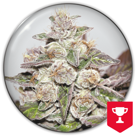 Mendocino Purple Kush Medical Seeds