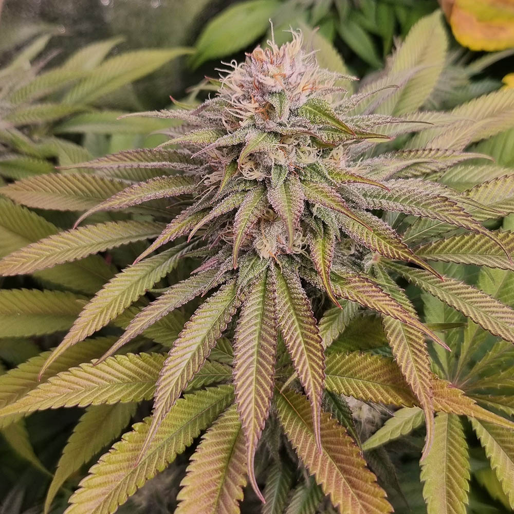 Blue Lagoon Haze Monkey Genetics