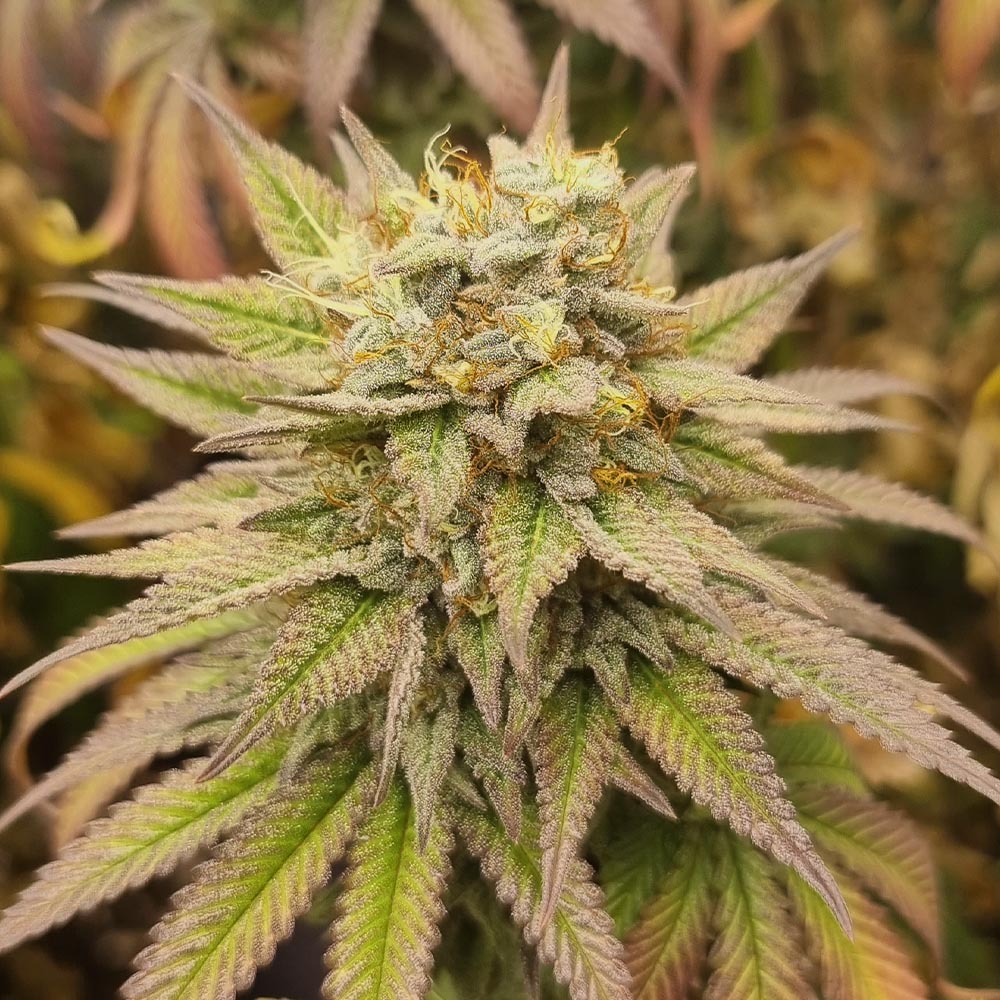 Super Monkey Haze Monkey Genetics