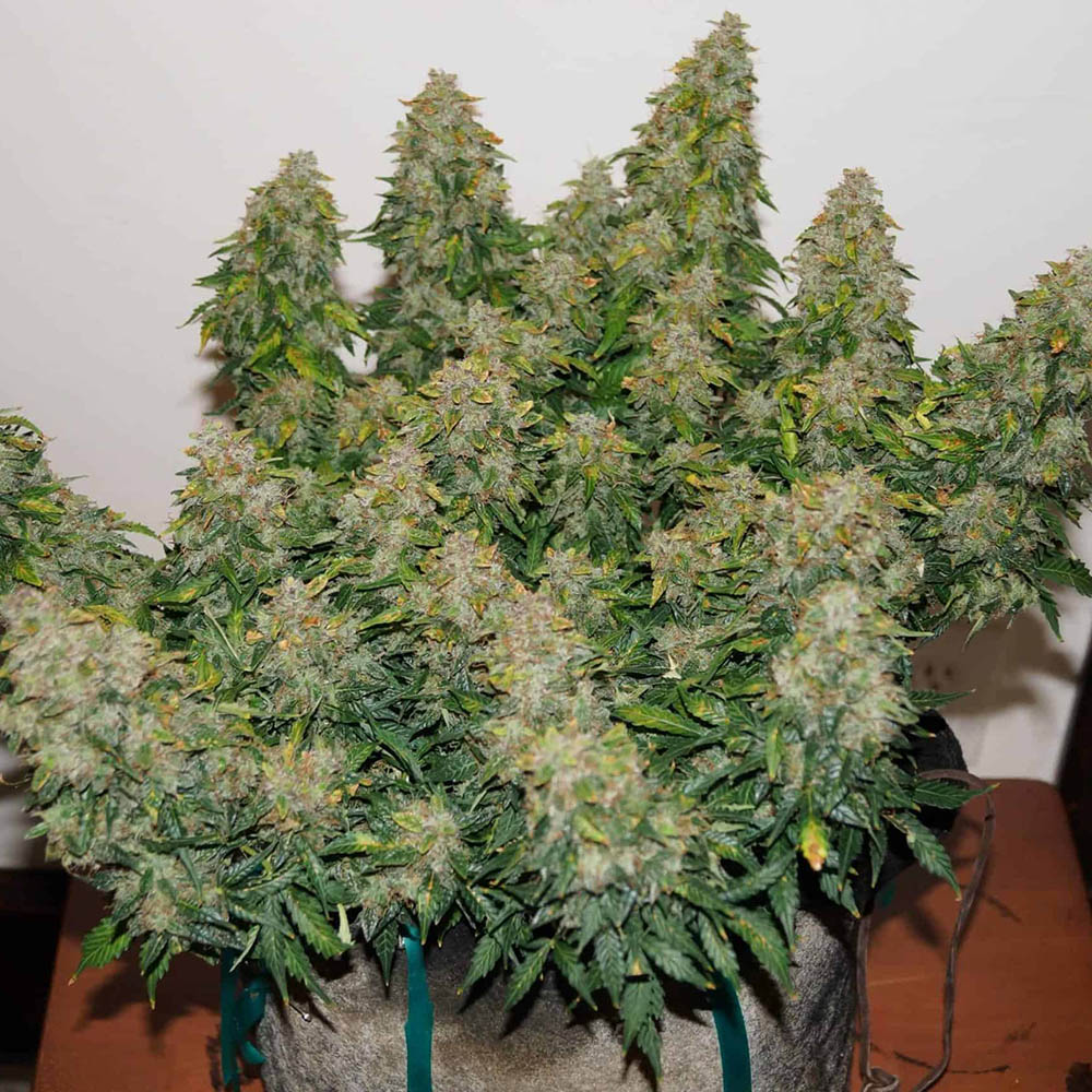 Jack Frost Widow Auto Monkey Genetics
