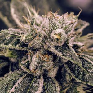 Northern Lights Expert Seeds