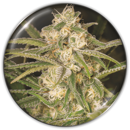 No Name Auto Medical Seeds