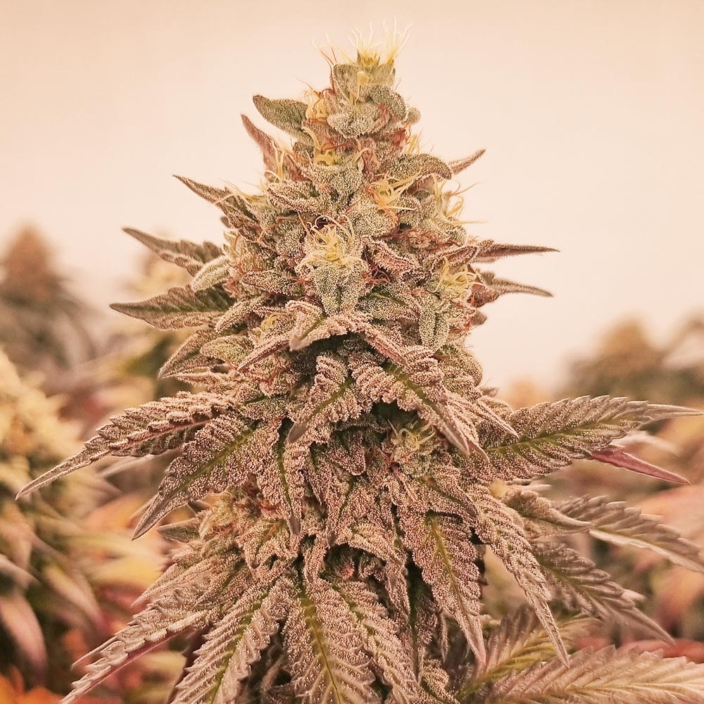 Orangu Tangie Monkey Genetics