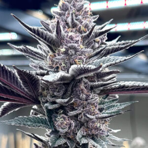 Pink Milk Solfire Gardens Herstellerfoto