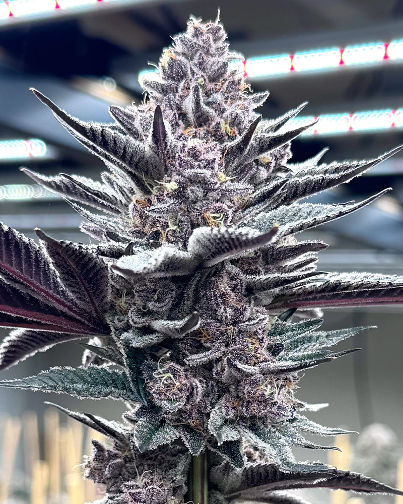 Pink Milk Solfire Gardens Herstellerfoto
