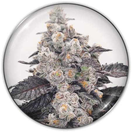 Pink Sherbert Medical Seeds