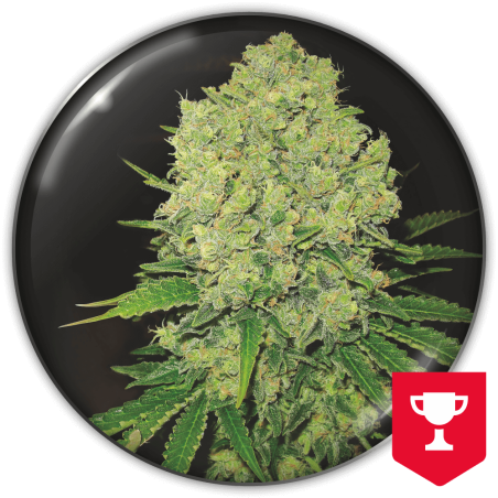 Prozack Medical Seeds