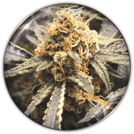 Recovery CBD Medical Seeds