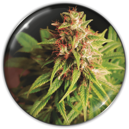 Red Cross CBD Medical Seeds