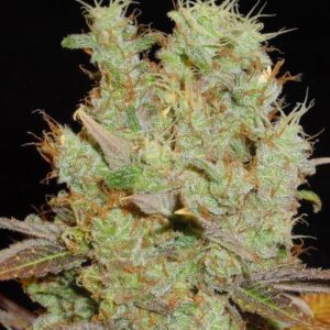 Somango Soma Seeds