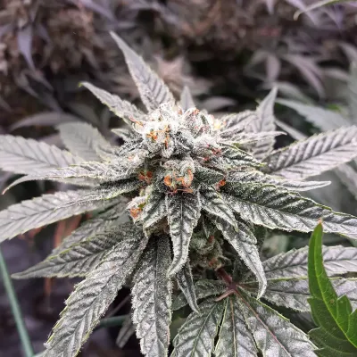 So G Kush Soma Seeds
