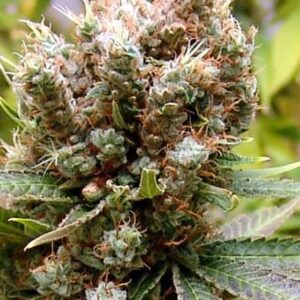 Somalicious Soma Seeds