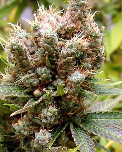Somalicious Soma Seeds