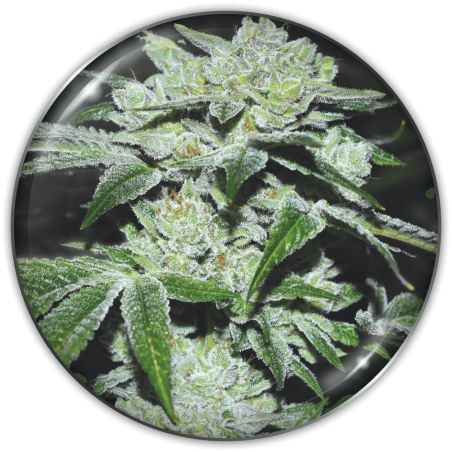 Sour Glue Medical Seeds