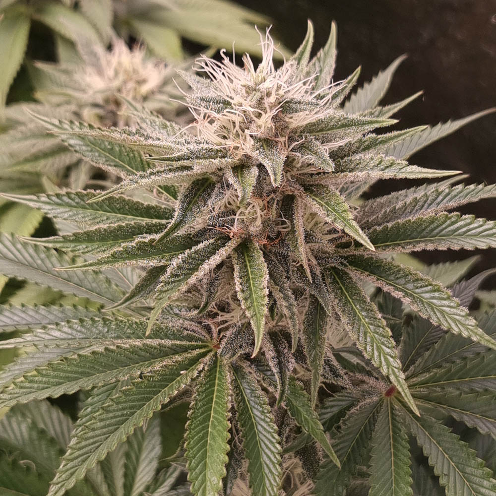 Funky Monkey Sour Monkey Genetics