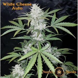 White Cheese Auto Sumo Seeds Sortenfoto