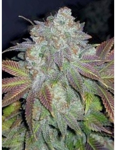 Jamaica OG The Cali Connection Sortenfoto