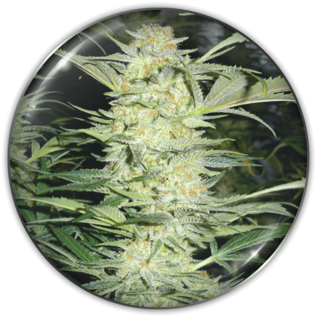 White Widow Medical Seeds