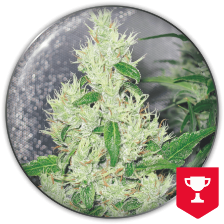 Y Griega Medical Seeds
