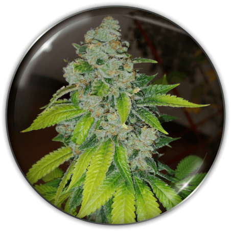 Zkittlez Medical Seeds