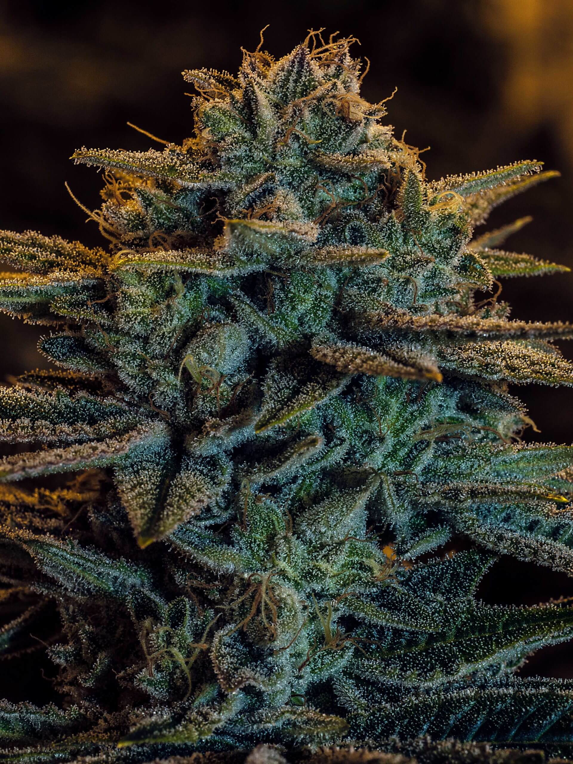 Sweet Zombie Expert Seeds